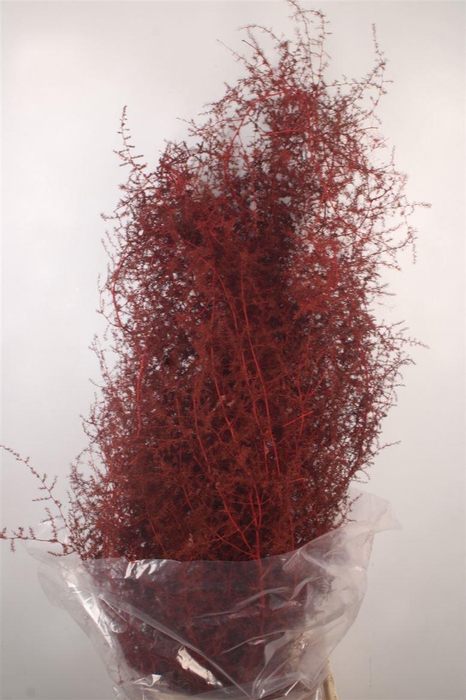 <h4>Asparagus Salv. Bordeaux</h4>