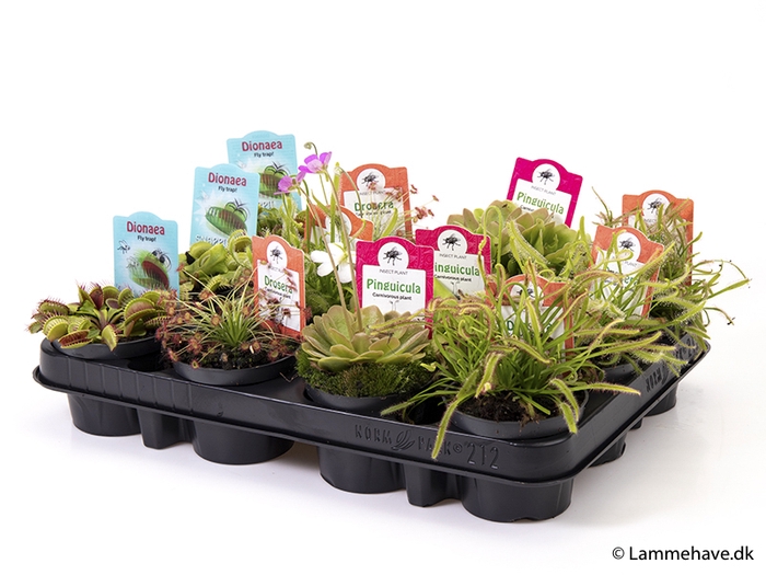 CARNIVOROUS MIX P9  NR. 140