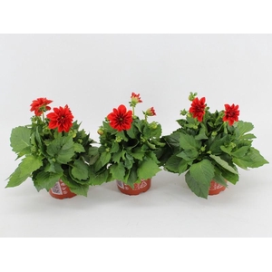 Dahlia Dahlietta rood Anna