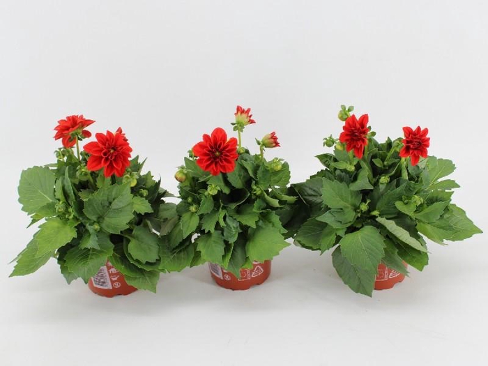 <h4>Dahlia Dahlietta rood Anna</h4>