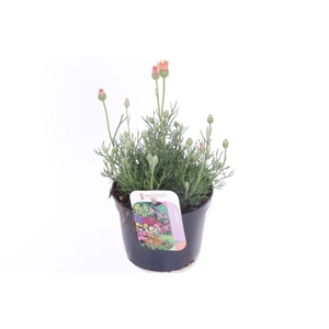 Rhodanthemum Zagore Orange