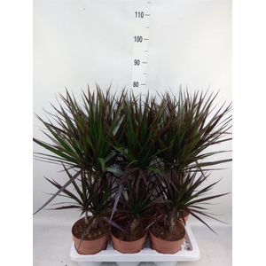 Dracaena marg. 'Magenta'