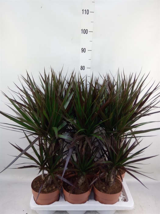 <h4>Dracaena marg. 'Magenta'</h4>