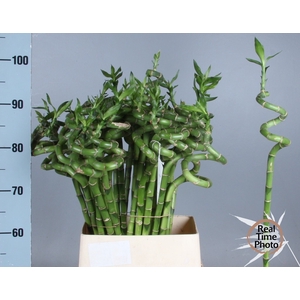 DRAC LUCKY BAMBOO