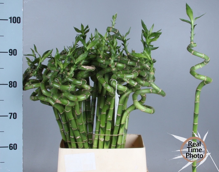 <h4>DRAC LUCKY BAMBOO</h4>