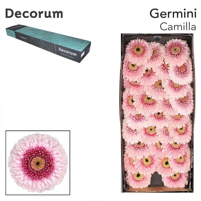 <h4>Germini Pomponi Camilla Doos</h4>