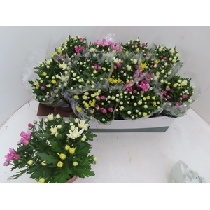 CHRYS GEM IN POT