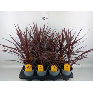 Cordyline austr. 'Red Star'
