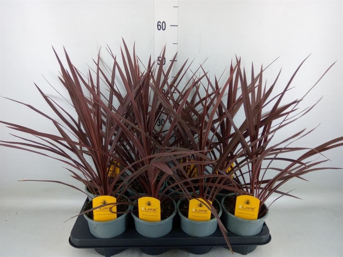 <h4>Cordyline austr. 'Red Star'</h4>