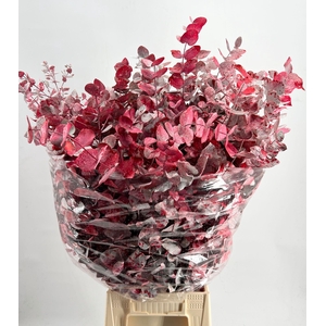 Euc. Cinerea Painted $Premium Picasso Red