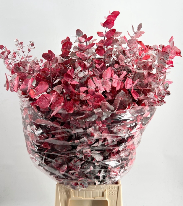 <h4>Euc. Cinerea Painted $Premium Picasso Red</h4>