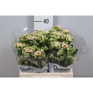 Kal White/pink