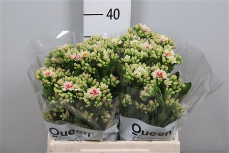 <h4>Kal White/pink</h4>