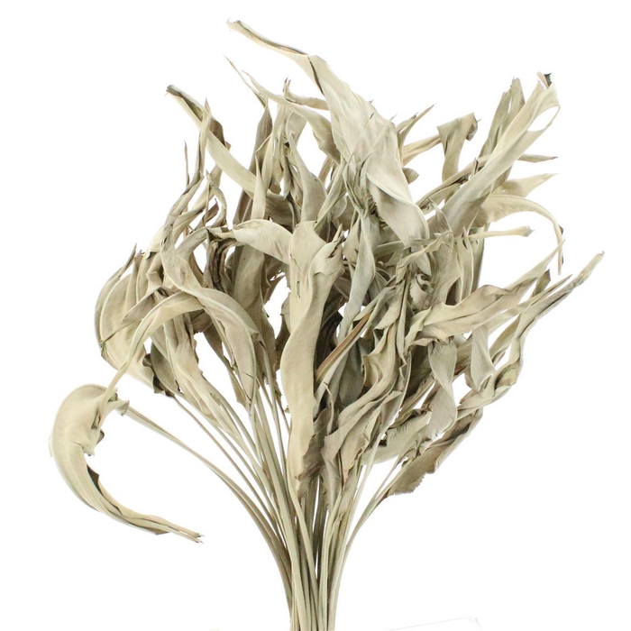 <h4>Dried Strelitzia Leafs Naturel</h4>