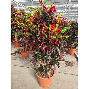 Codiaeum Mammi (Croton Mammi)