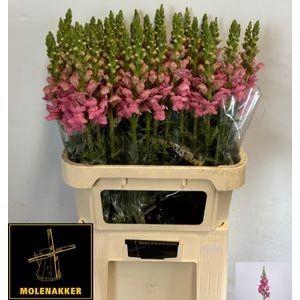 <h4>ANTIR AVIGNON C ROSE</h4>