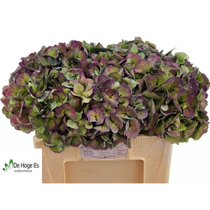 HYDR M ROYAL LOVE CL