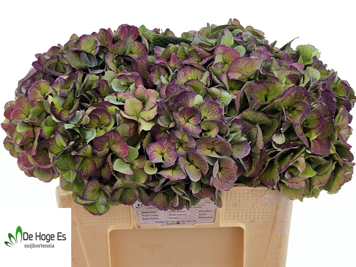 <h4>HYDR M ROYAL LOVE CL</h4>