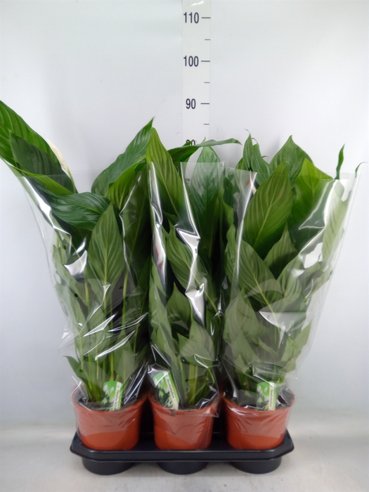 <h4>Spathiphyllum  'Bingo Cupido'</h4>