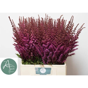 Astilbe maggie daley