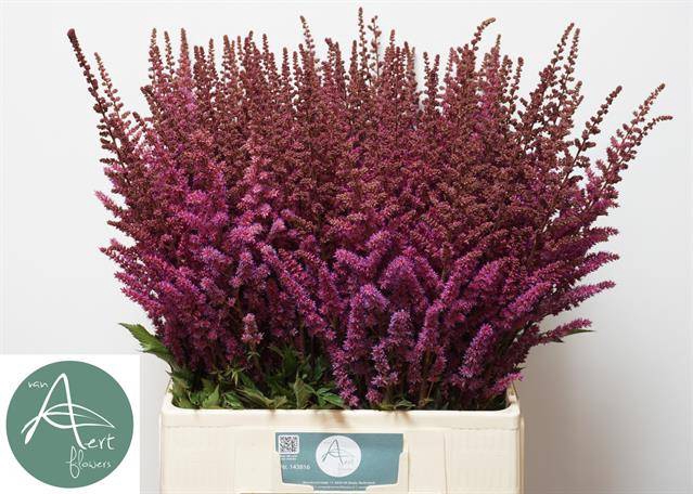 <h4>Astilbe maggie daley</h4>