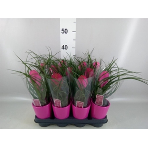 Tillandsia cyanea 'Anita'