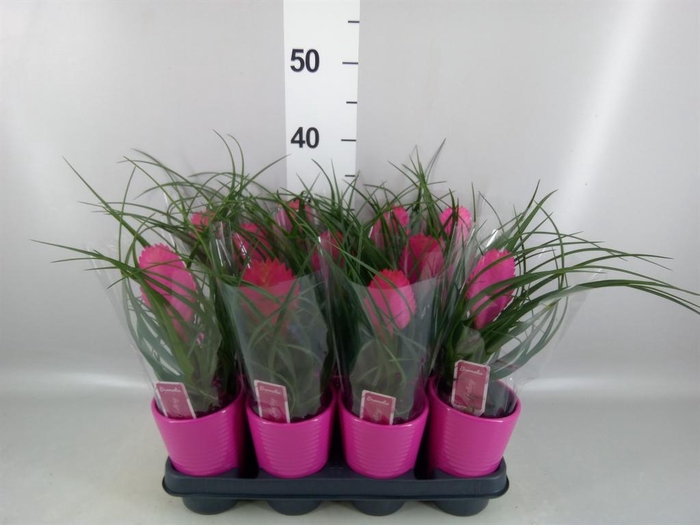 <h4>Tillandsia cyanea 'Anita'</h4>