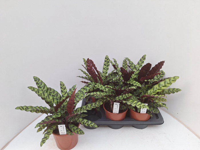 <h4>CALAT LANCIFOLIA</h4>