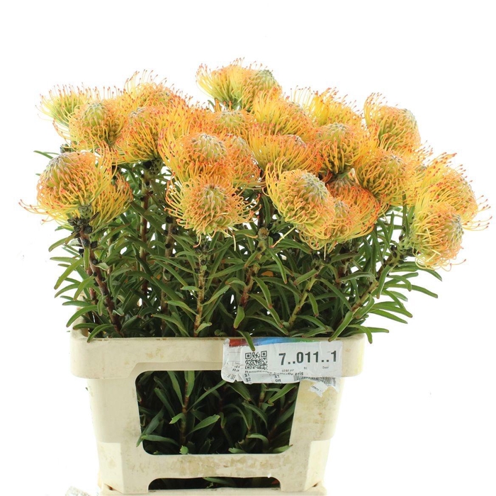 <h4>LEUCO AYOBA ORANGE</h4>