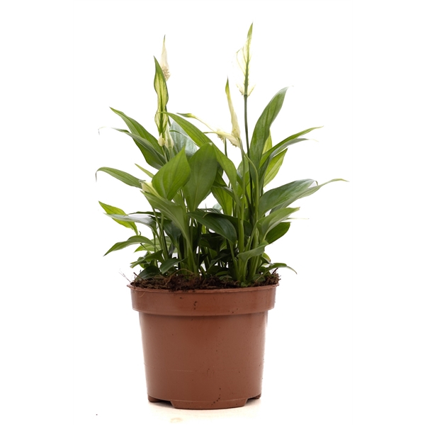 <h4>Spathiphyllum P&PURE Collection</h4>