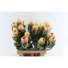 Protea Grandicolor