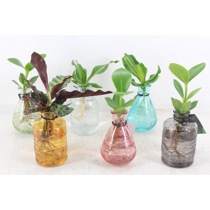 <h4>Arr3 Vde - Salina Mix X12</h4>