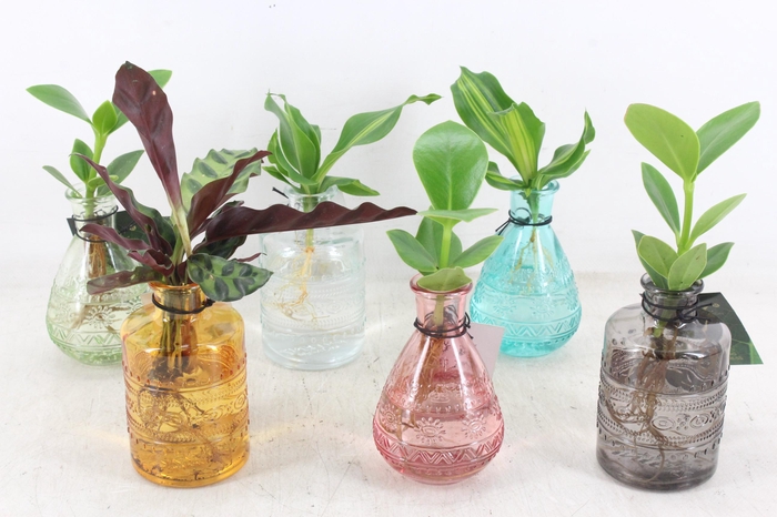 <h4>arr3 VDE - Salina mix x12</h4>