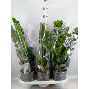 Zamioculcas zamiifolia