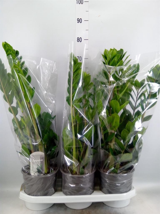 <h4>Zamioculcas zamiifolia</h4>