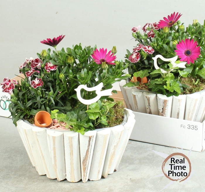 <h4>ARR TUINPLANTEN</h4>