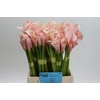 Zantedeschia Eydolls Salmon