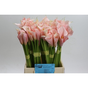 Zantedeschia Eydolls Salmon