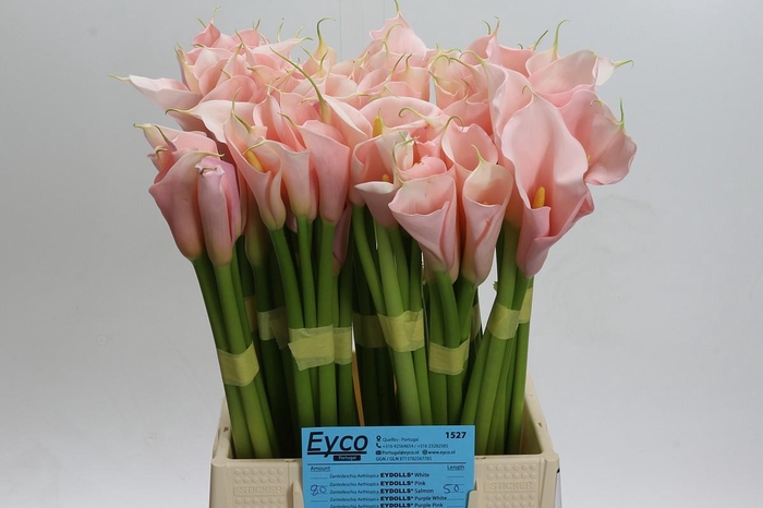 Zantedeschia Eydolls Salmon