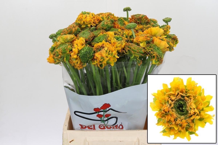 <h4>RAN PON PON MERLINO</h4>