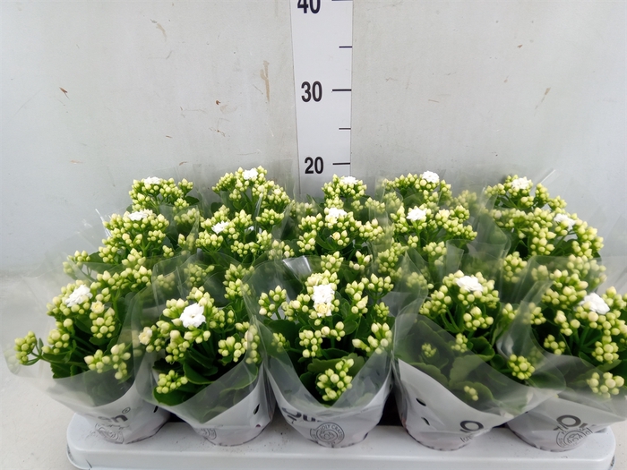 <h4>Kalanchoe blos. 'RosFlow Sia'</h4>