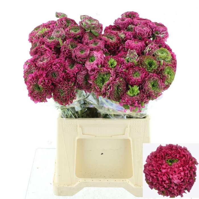 <h4>RAN PON PON ALADDIN</h4>