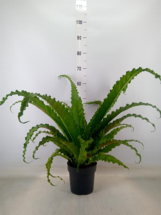 <h4>Asplenium antiquum 'Osaka'</h4>