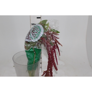 AMARANTHUS DOBRADO 060 CM PINK