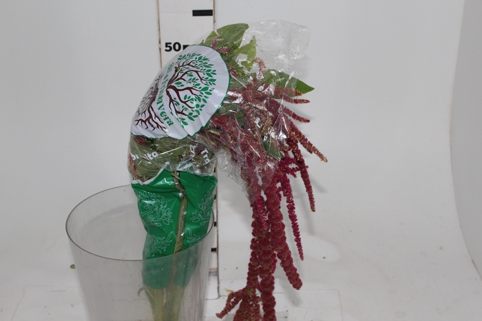 <h4>AMARANTHUS DOBRADO 060 CM PINK</h4>