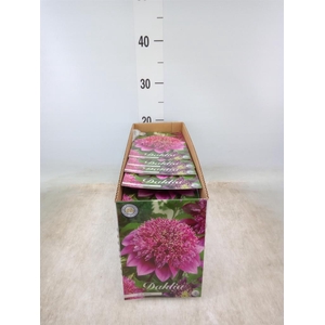 Dahlia   ...flowerbulbs