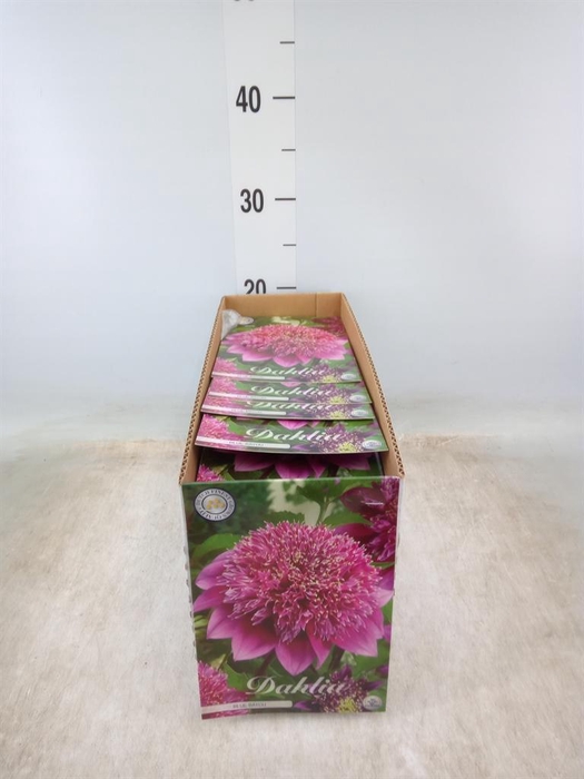 <h4>Dahlia   ...flowerbulbs</h4>