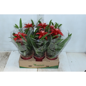 GUZMANIA VERMELHA P12