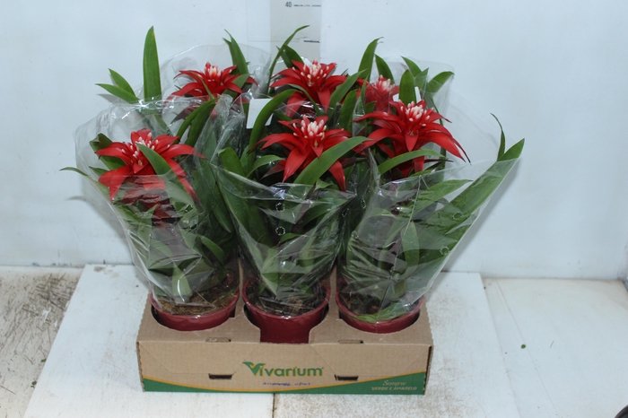 <h4>GUZMANIA VERMELHA P12</h4>