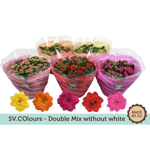 Kalanchoë Double Mix in SV.COloursleeve - without white